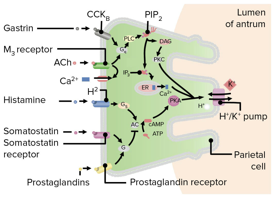 A diagram showing stimulation and inhibition pathways