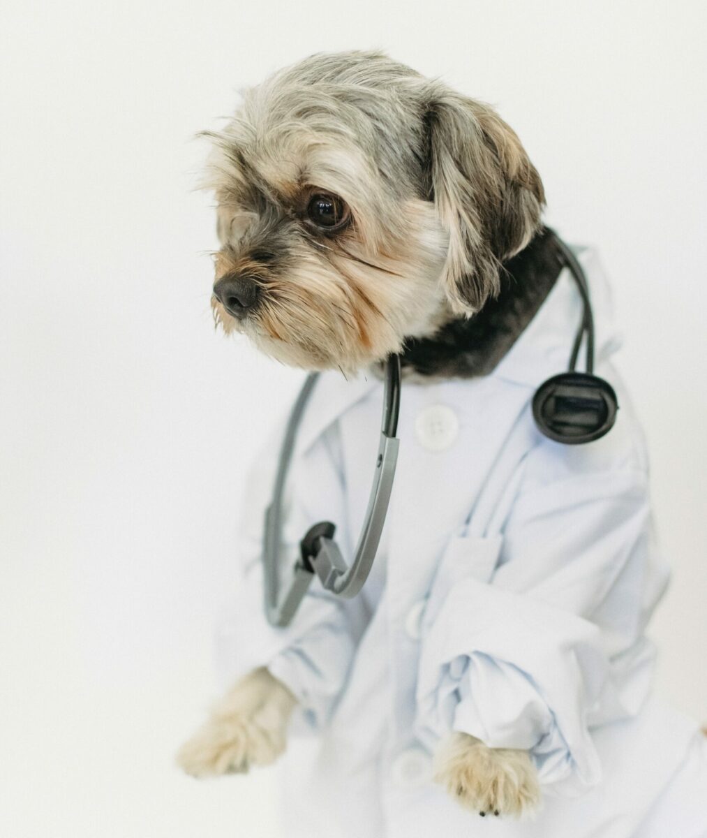Involving your dog or whoever into your studying to make it more fun: a dog with a stethoscope around its neck