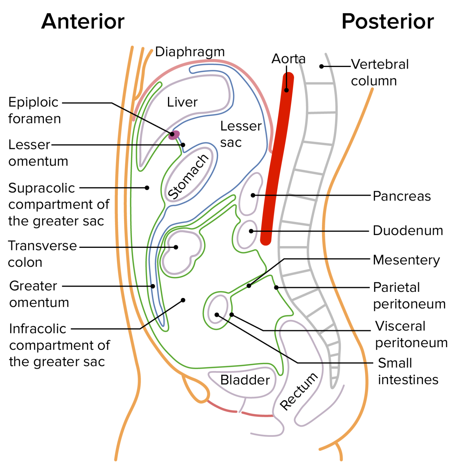 Peritoneum Anatomy Concise Medical Knowledge