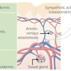 AV anastomosis in the dermal layers of glabrous skin