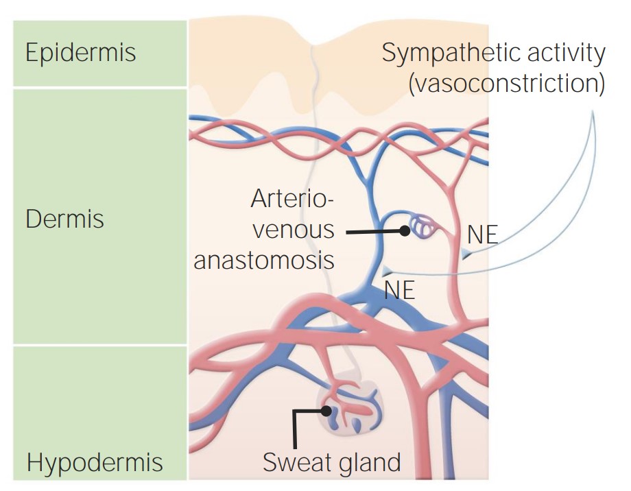 Arteriovenous anastomosis in the dermal layers of glabrous skin