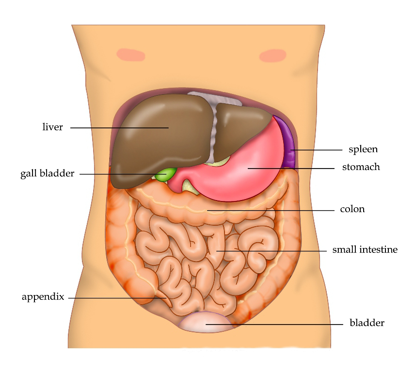 Abdomen anatomy illustration