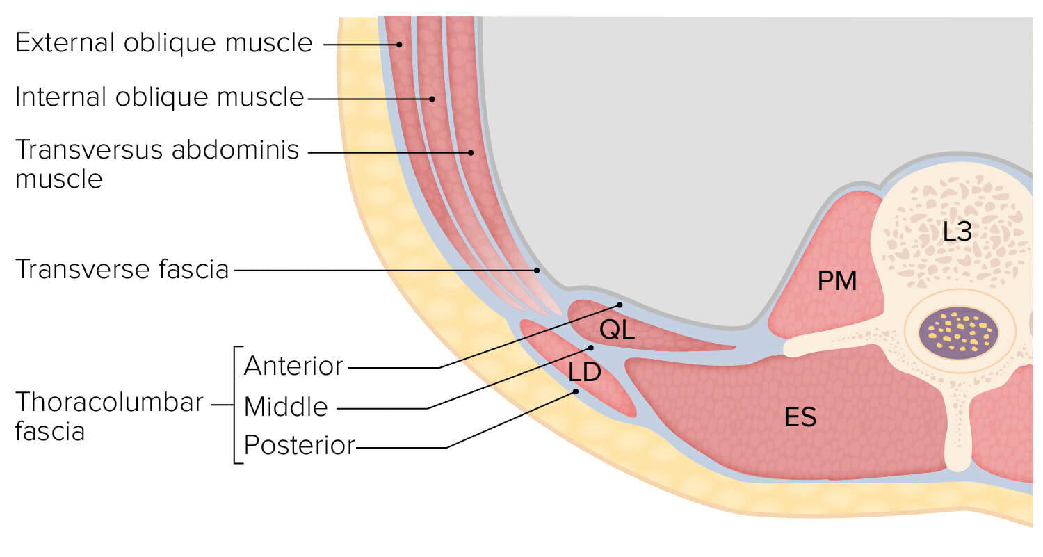 Abdominal Wall Muscles And The Thoracolumbar Fascia 