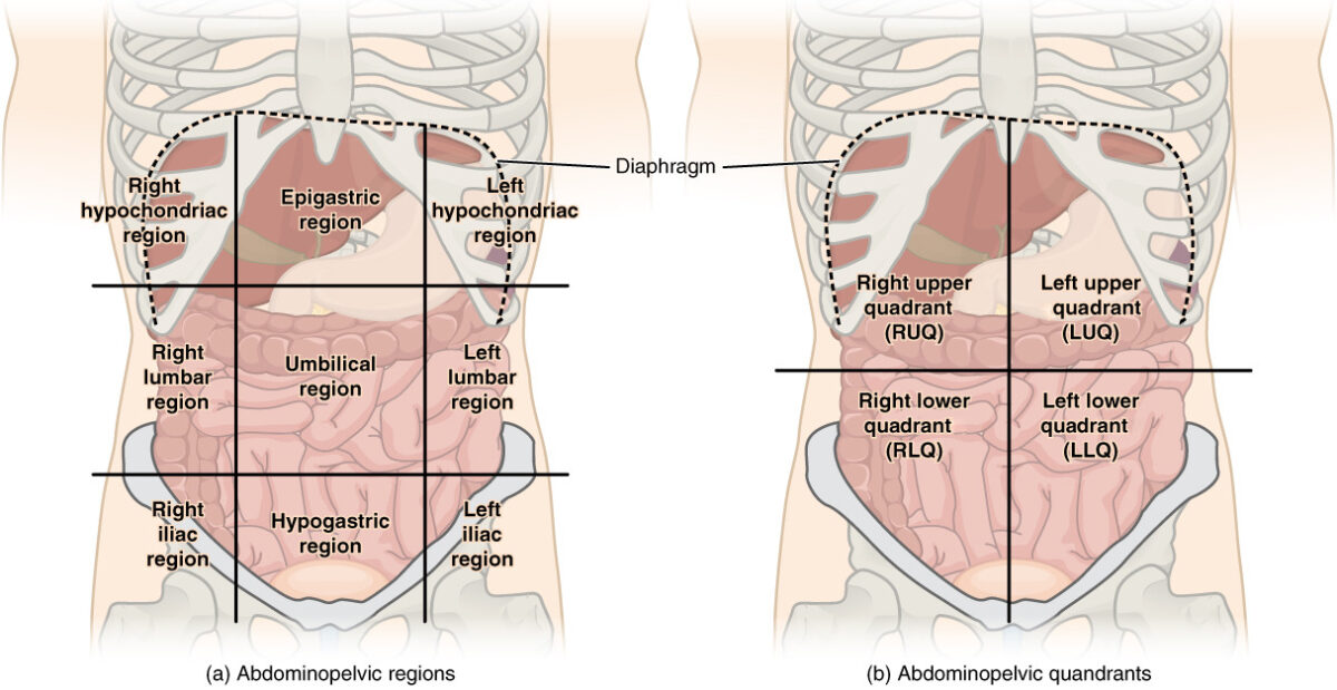 Abdominal quadrant regions