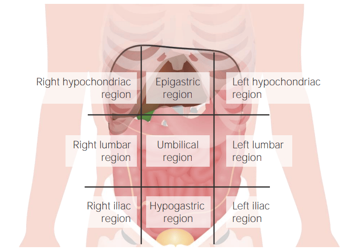 Abdominopelvic regions
