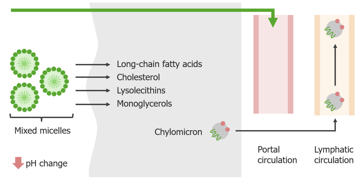 Absorption of short- to medium-chain fatty acids and large fats in the small intestine