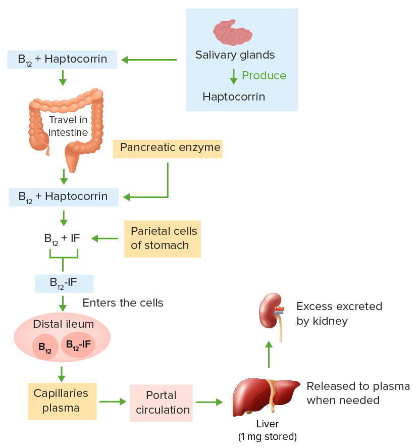 Absorption, transport, and metabolism of vitamin b12