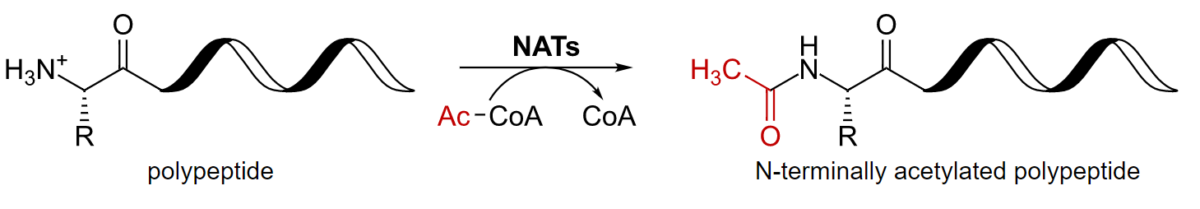 Acetylation of a polypeptide