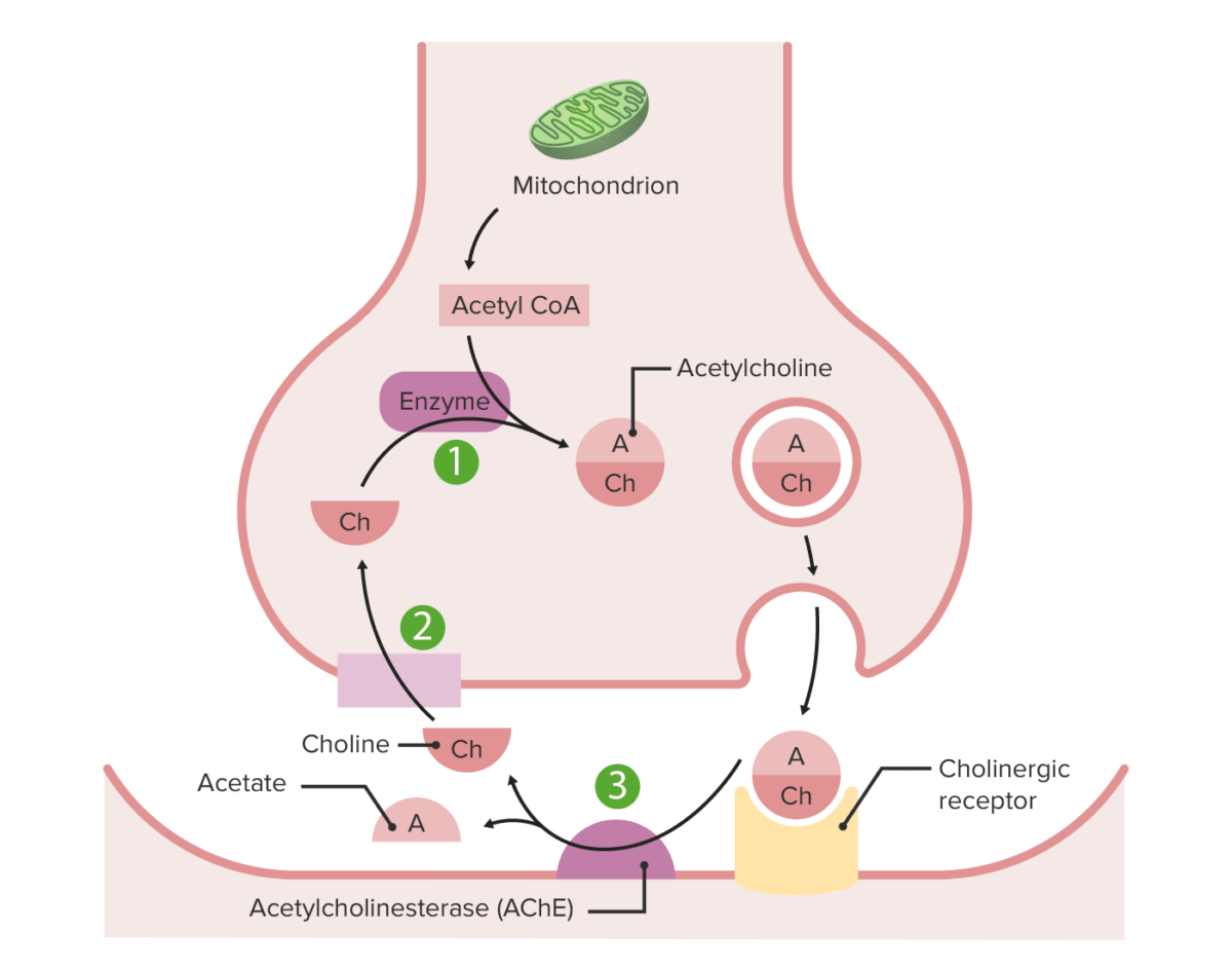 Acetylcholine secretion and reabsorption