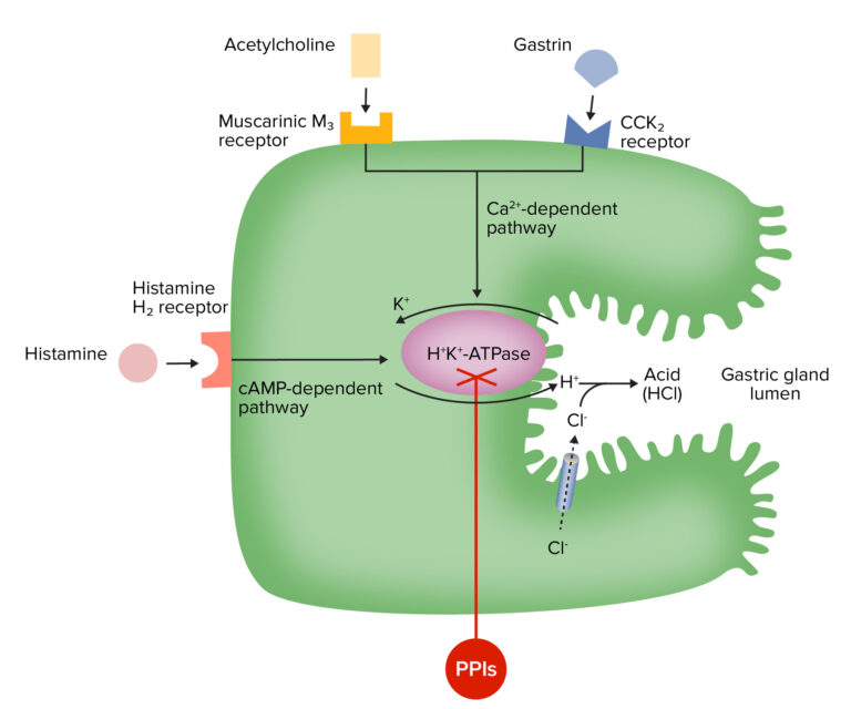 Gastric Acid Drugs | Concise Medical Knowledge