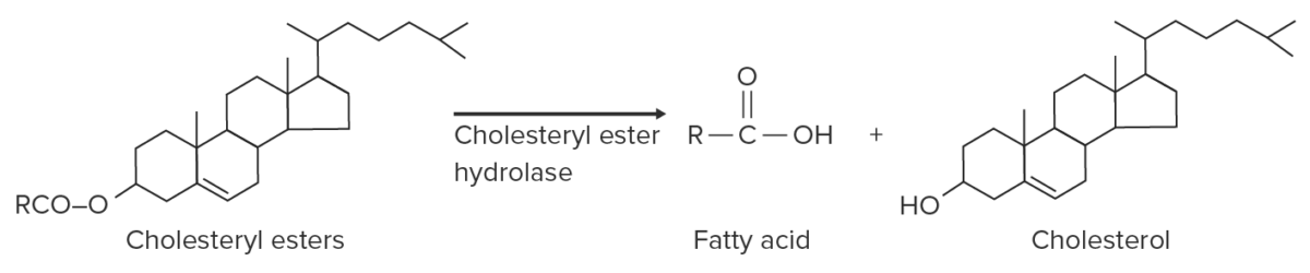 Action of cholesterol ester hydrolase