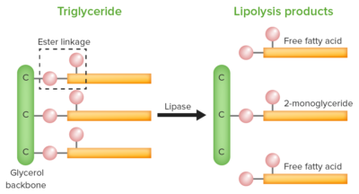 Metabolismo De Lípidos | Concise Medical Knowledge