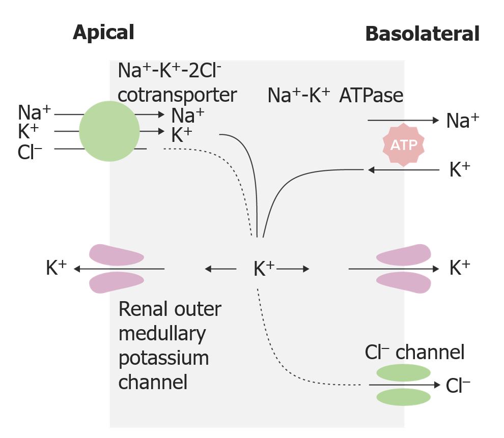 Loop Diuretics  Concise Medical Knowledge