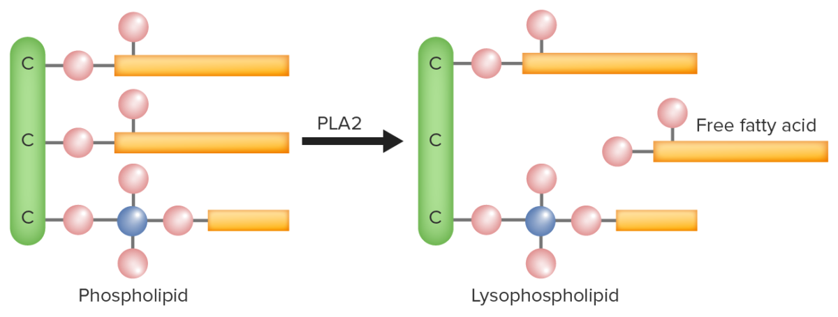 Action of phospholipase a2