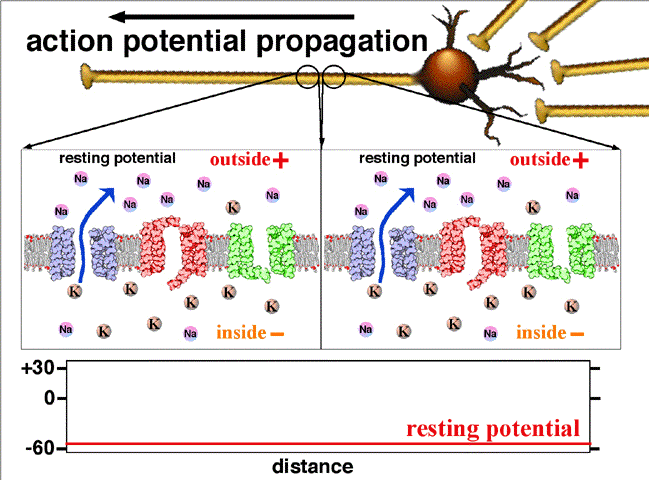 Action_potential_propagation_animation