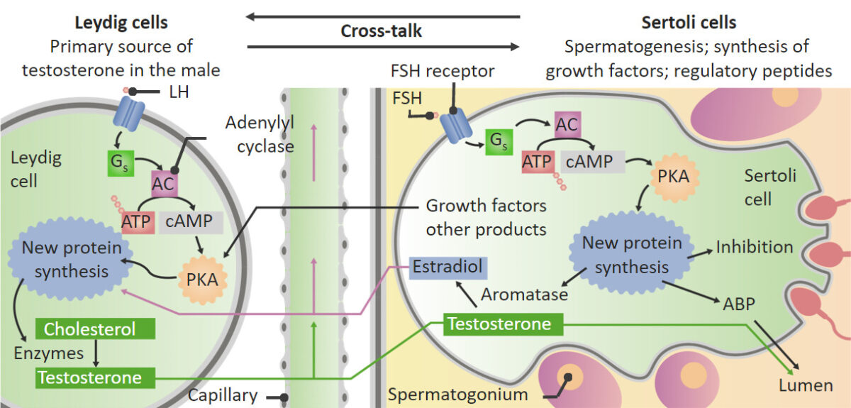 Actions of lh and fsh on the testes