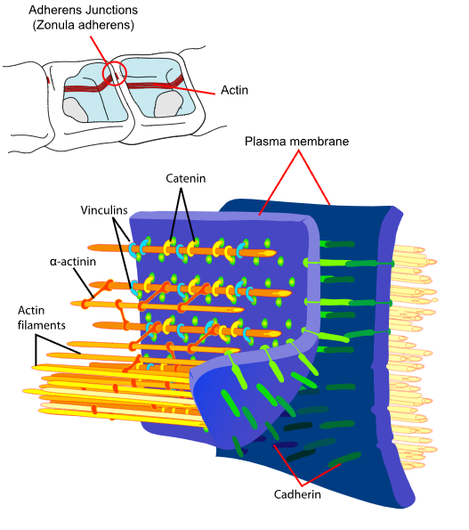Adherens junctions interact with actin filaments through its proteins such as cadherin and catenin.