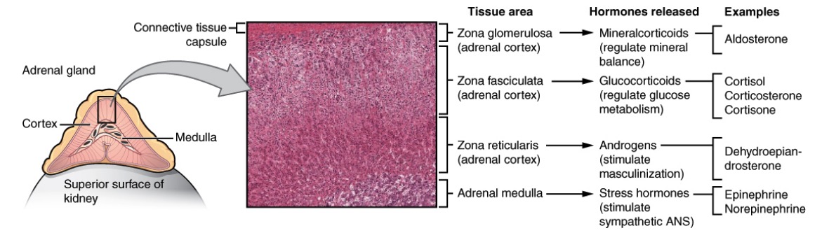 addison disease histology