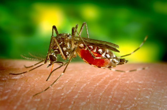 Aedes aegypti alimentándose de sangre