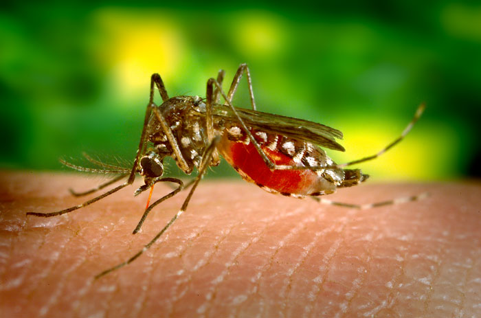 Aedes aegypti bloodfeeding