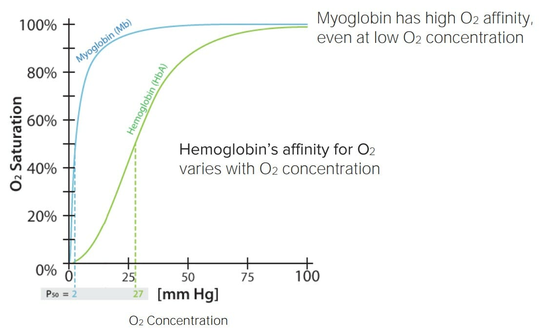 Affinity of hemoglobin and myoglobin for oxygen