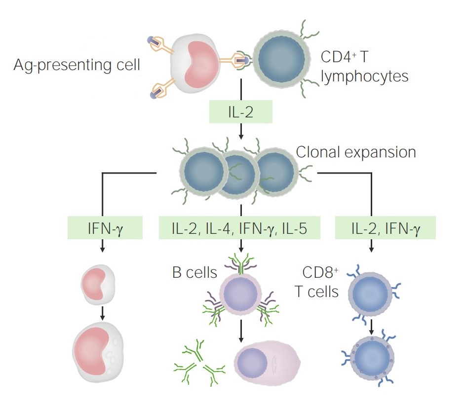 Stimulation and clonal expansion of cd4+ t cells