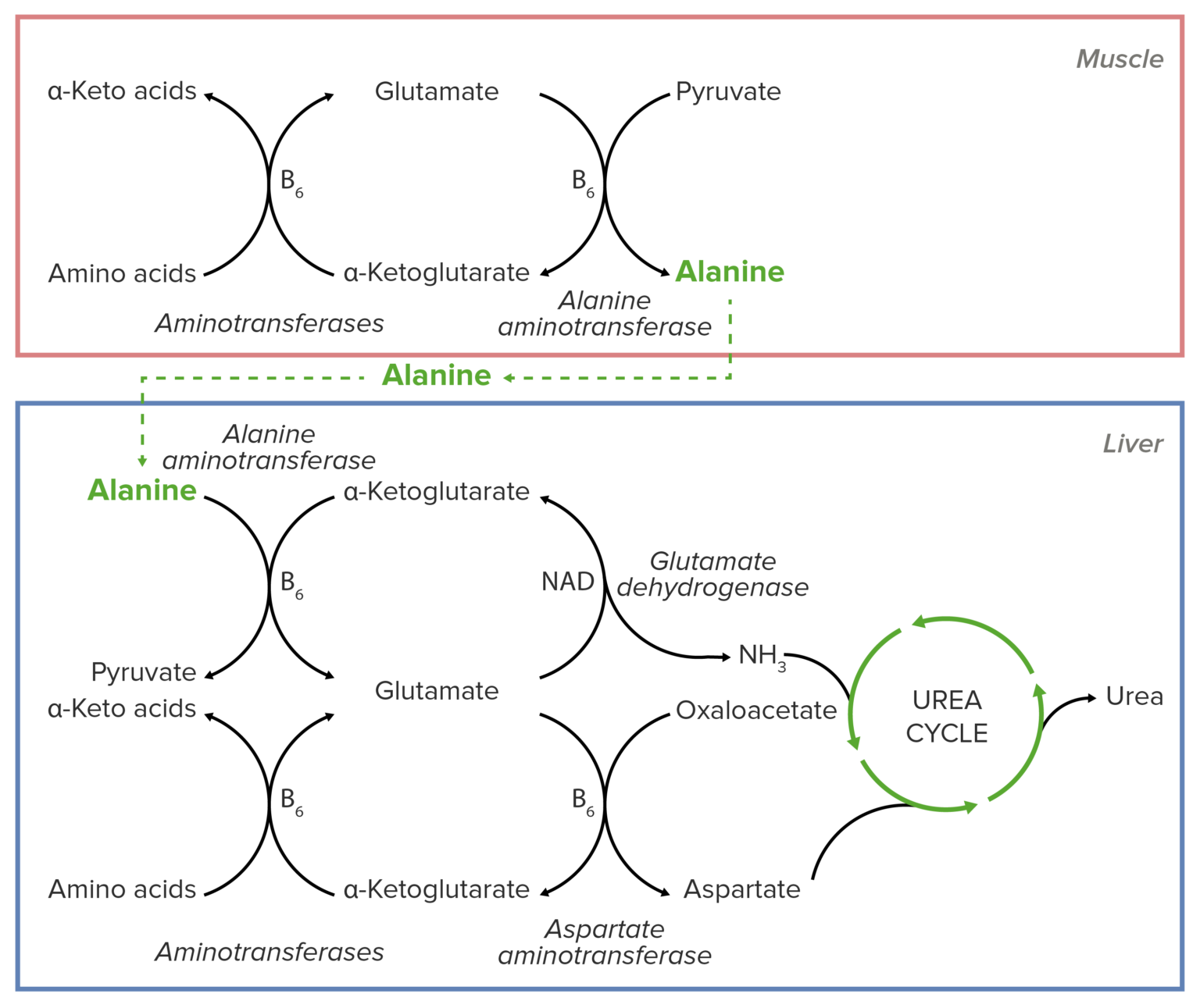 Ciclo de la Urea Concise Medical Knowledge