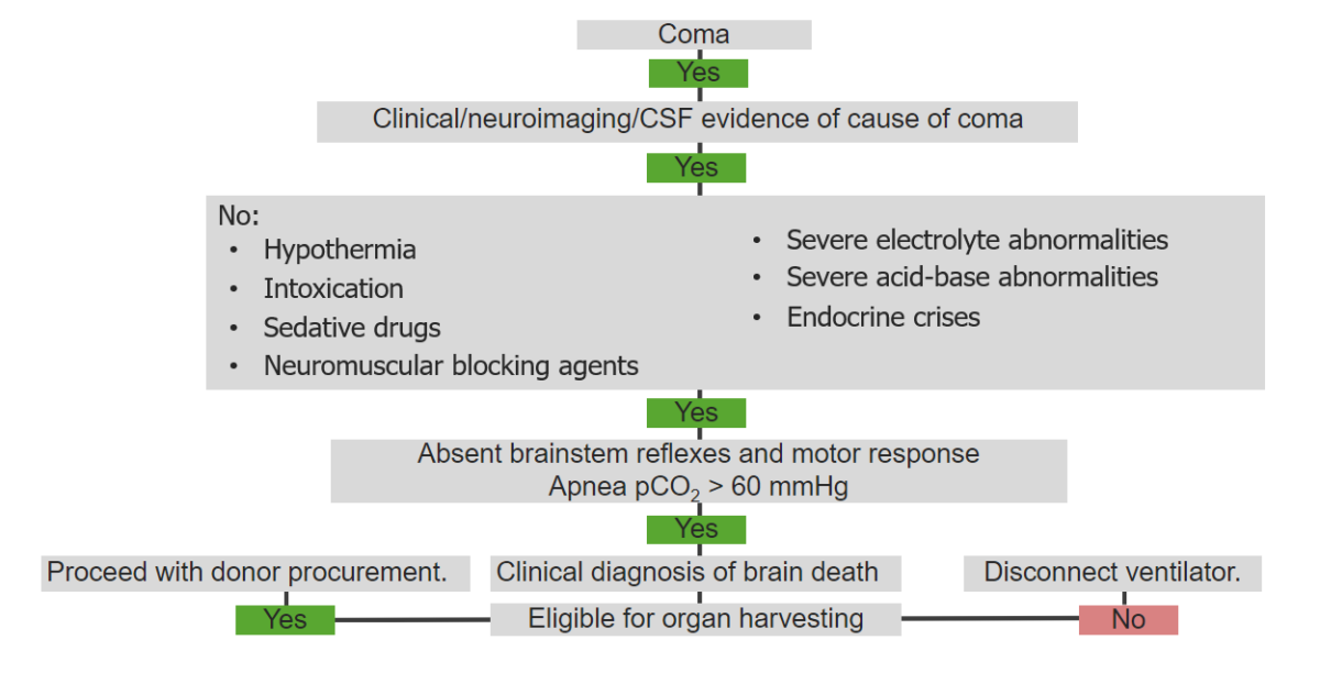 Algorithm describing the course of action in patients with brain death