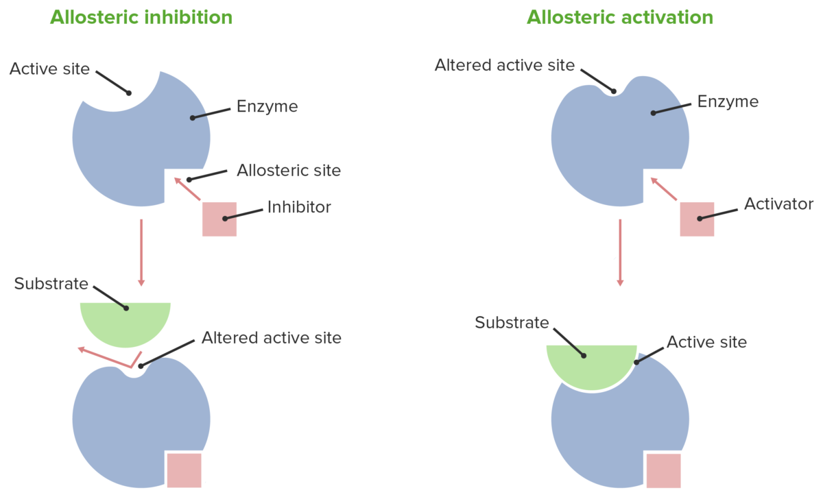 Allosteric effects