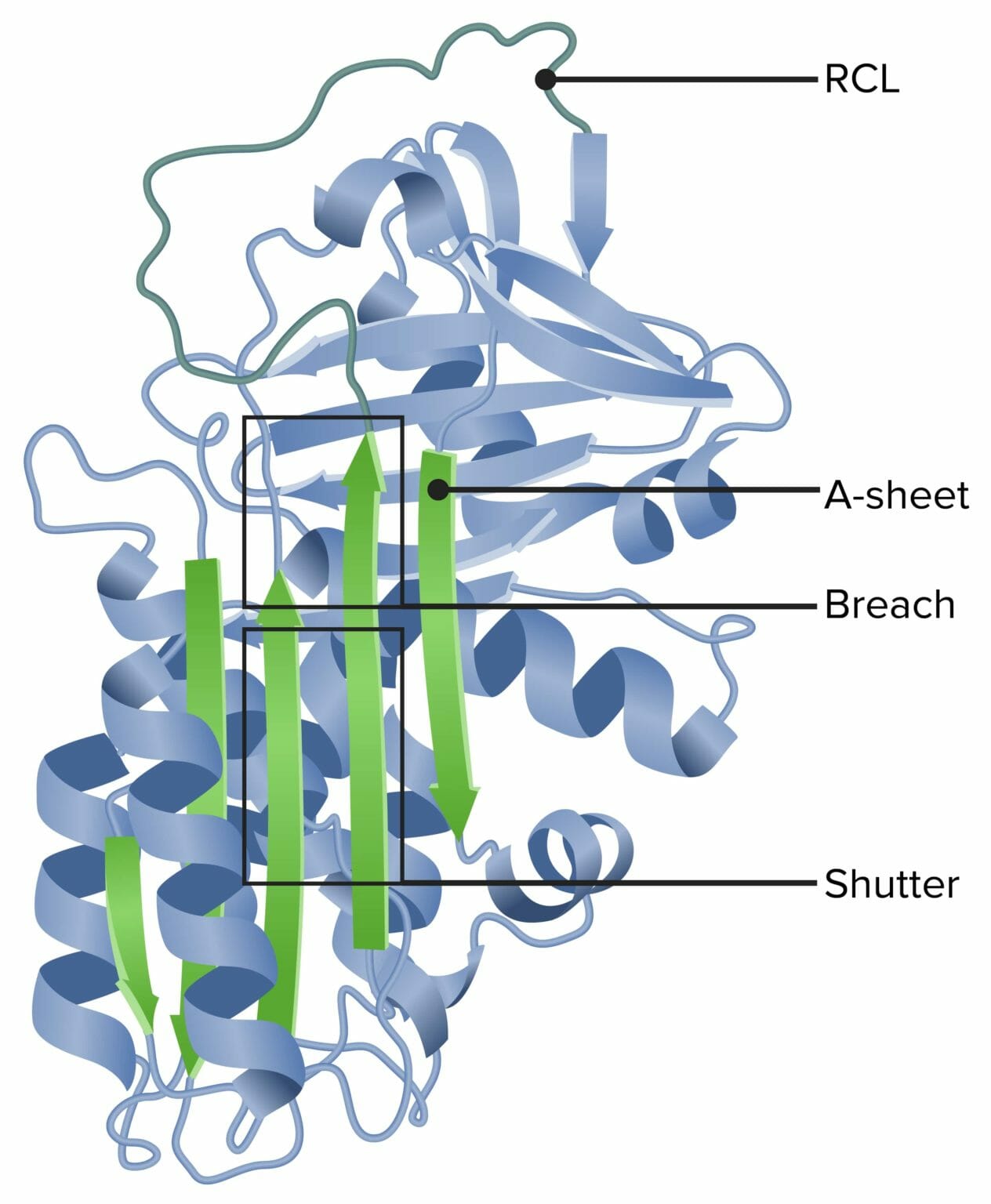 Alpha-1 Antitrypsin (AAT) Deficiency | Concise Medical Knowledge