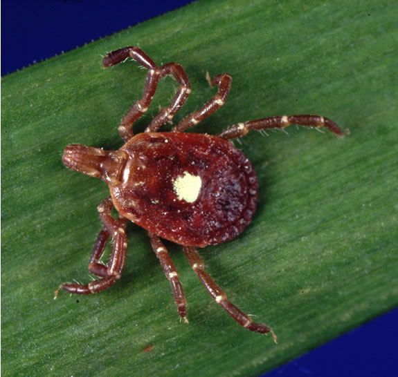 Amblyomma americanum tick