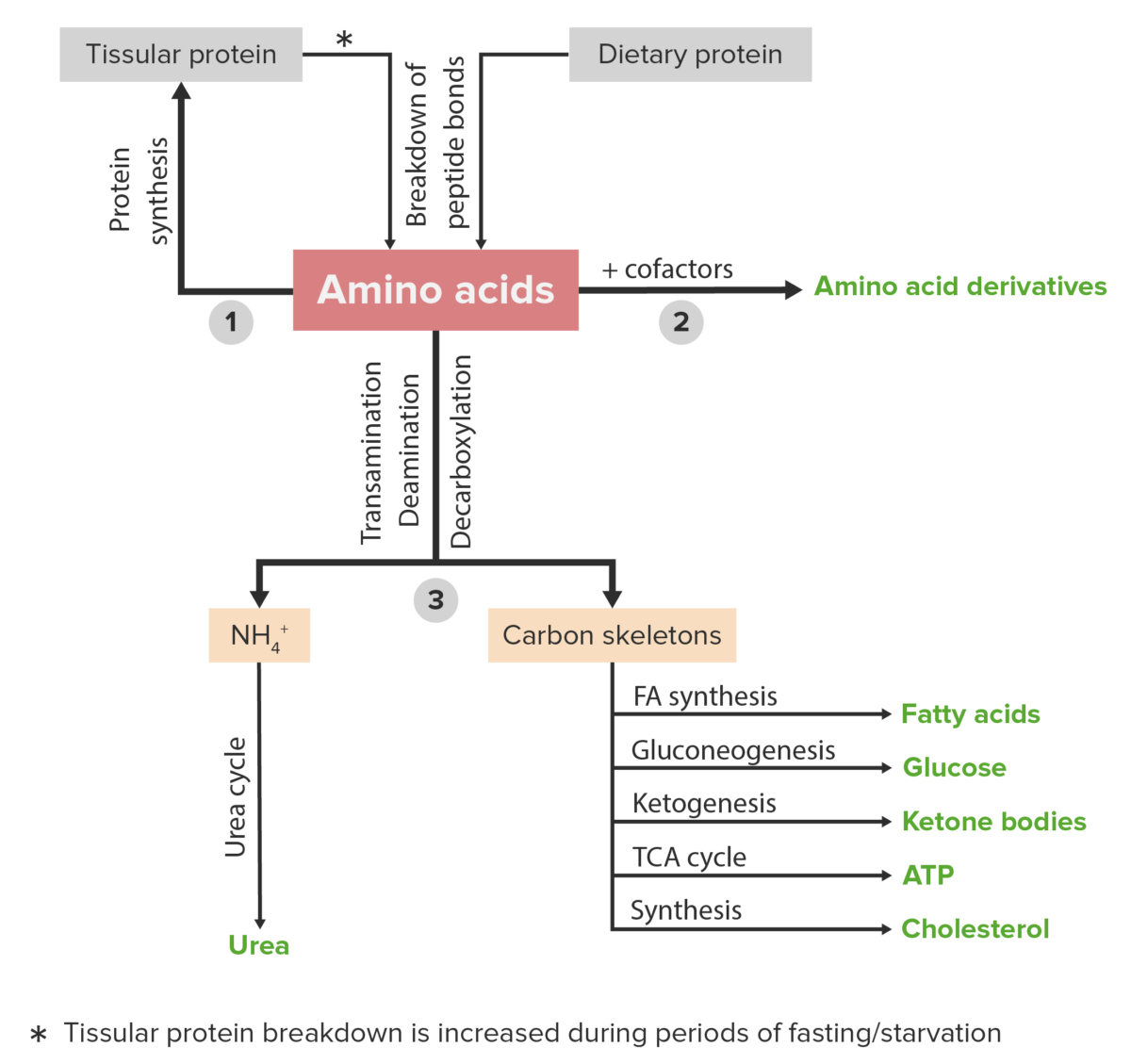 Amino acid catabolism diagram