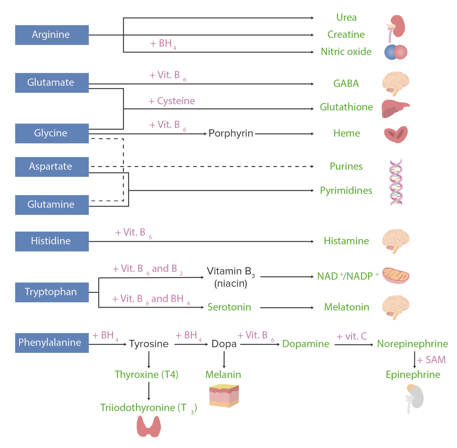Catabolism of Amino Acids Concise Medical Knowledge