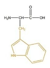 Amino acid