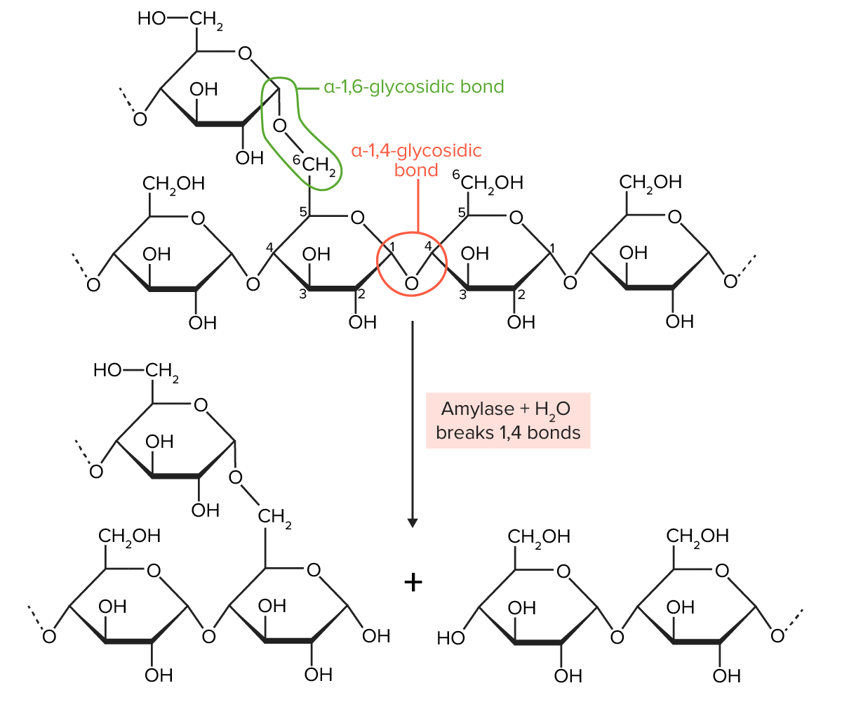 Amylopectin structure