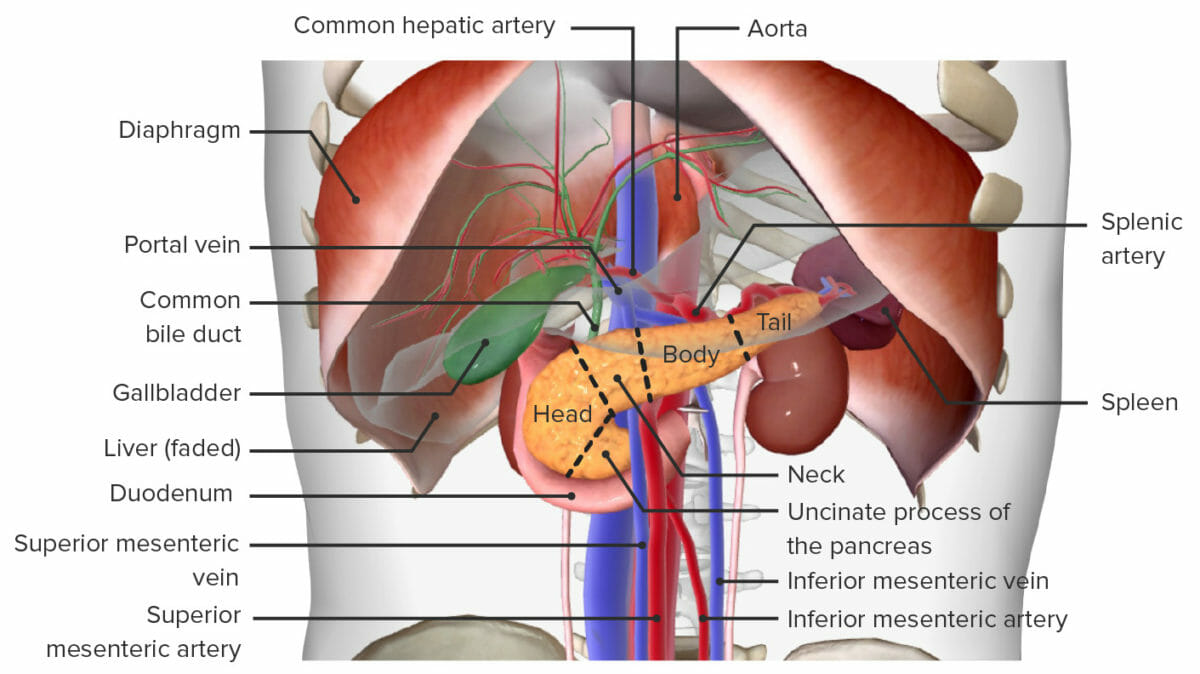 Relaciones anatómicas del páncreas con los órganos circundantes.