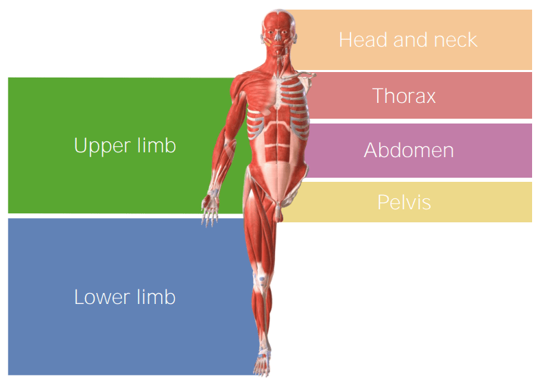 Anatomical approaches regional