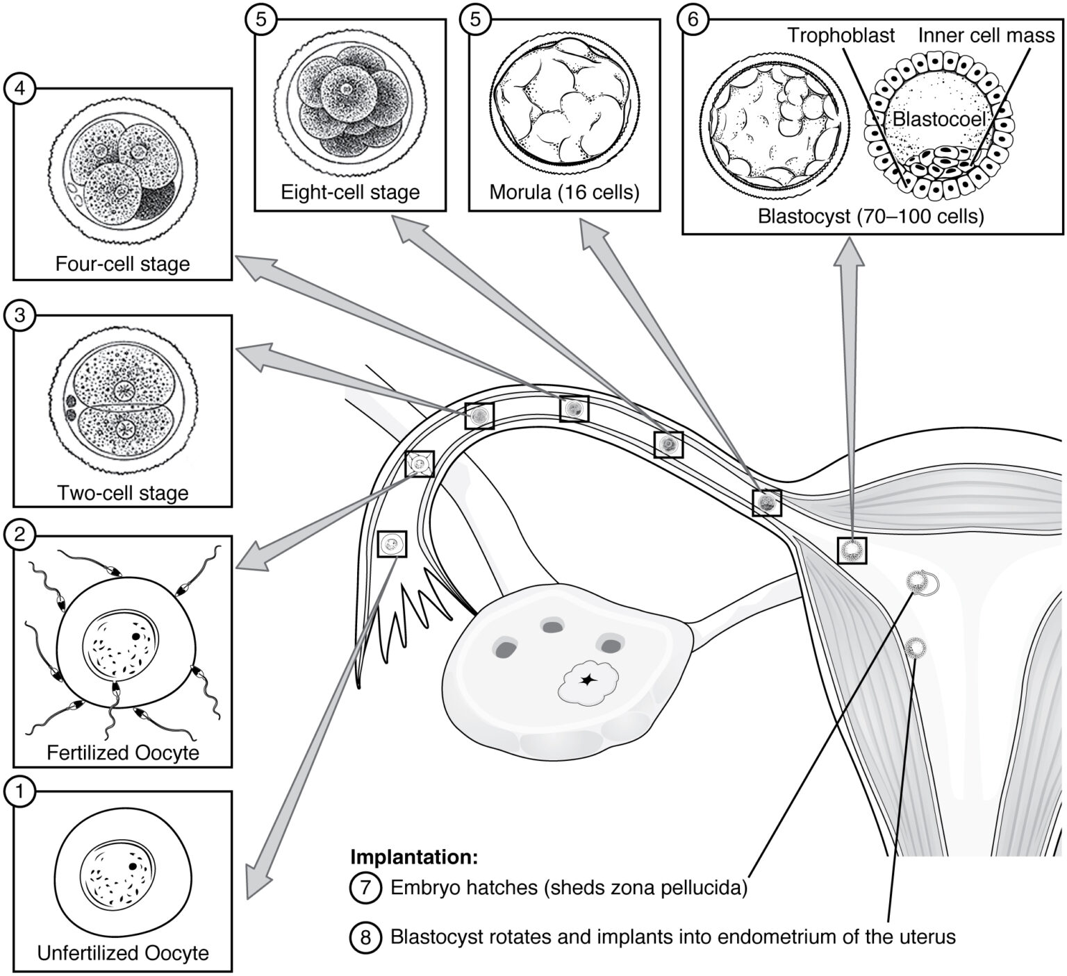 Embryoblast and Trophoblast Development | Concise Medical Knowledge