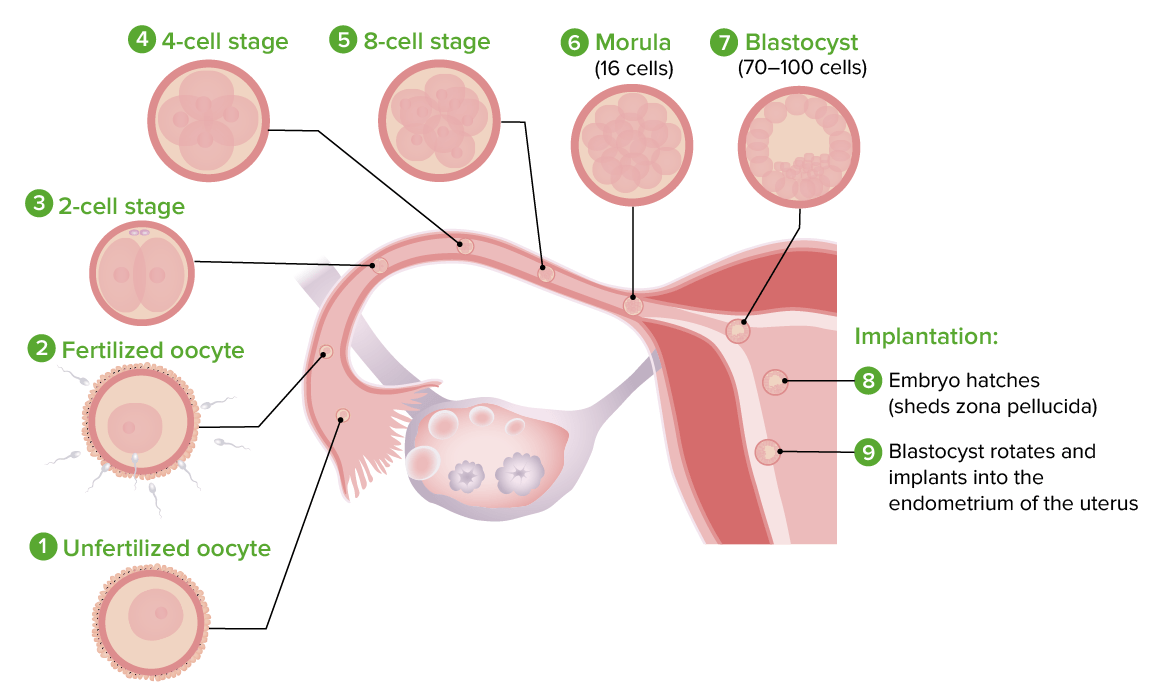 Anatomical location of fertilization and early divisions