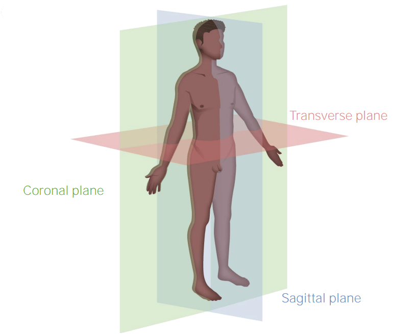 Anatomical planes