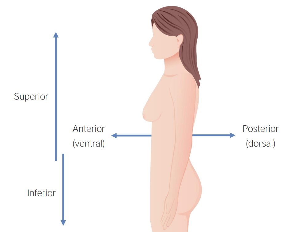 Anatomical position 2