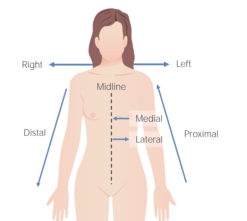 Anatomical position