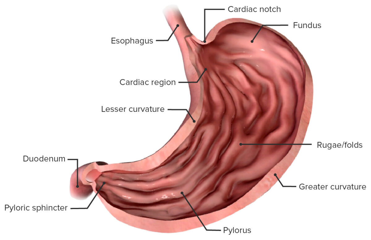 Componentes anatómicos del estómago.