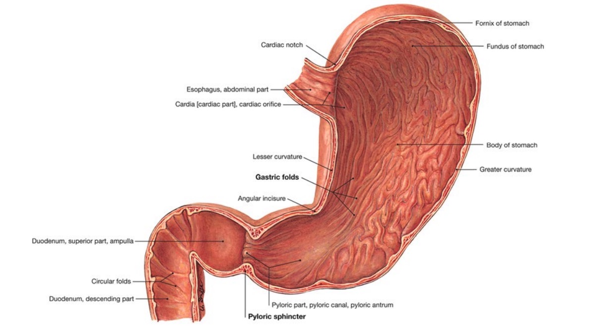 Anatomical components of the stomach