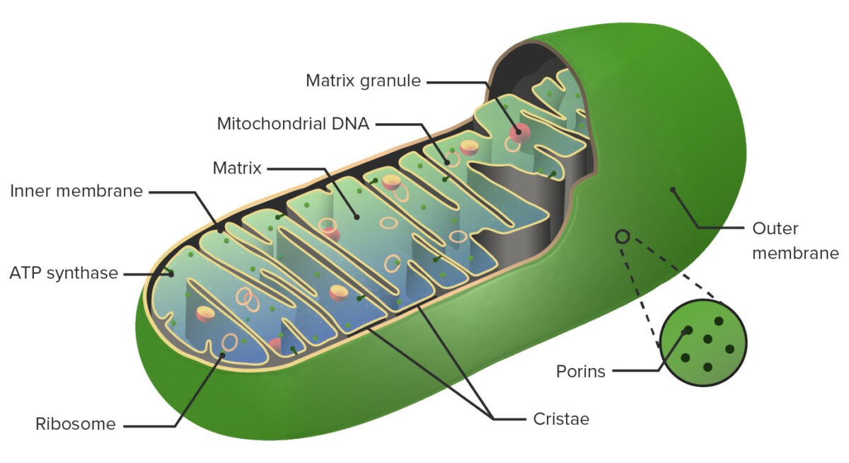 Anatomía de la mitocondria
