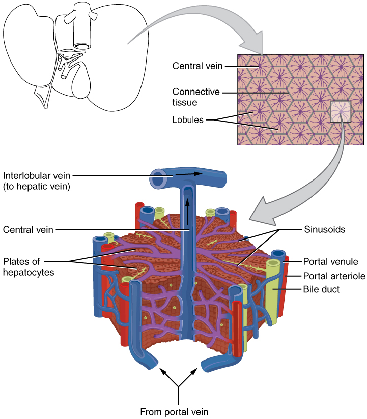 Anatomia de um lóbulo hepático