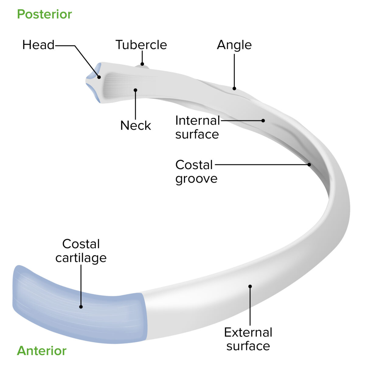 Anatomia de uma costela