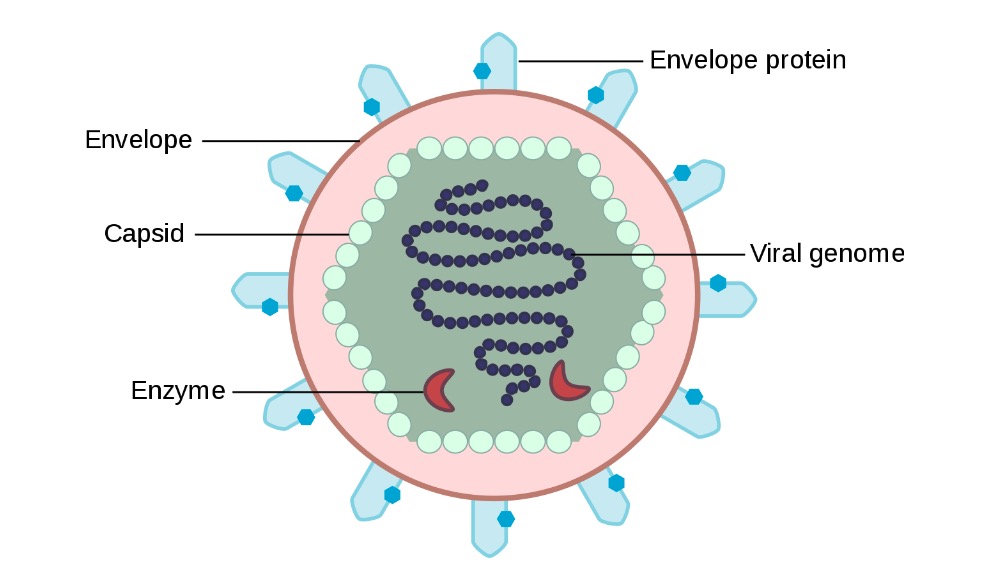 Anatomy of a virus