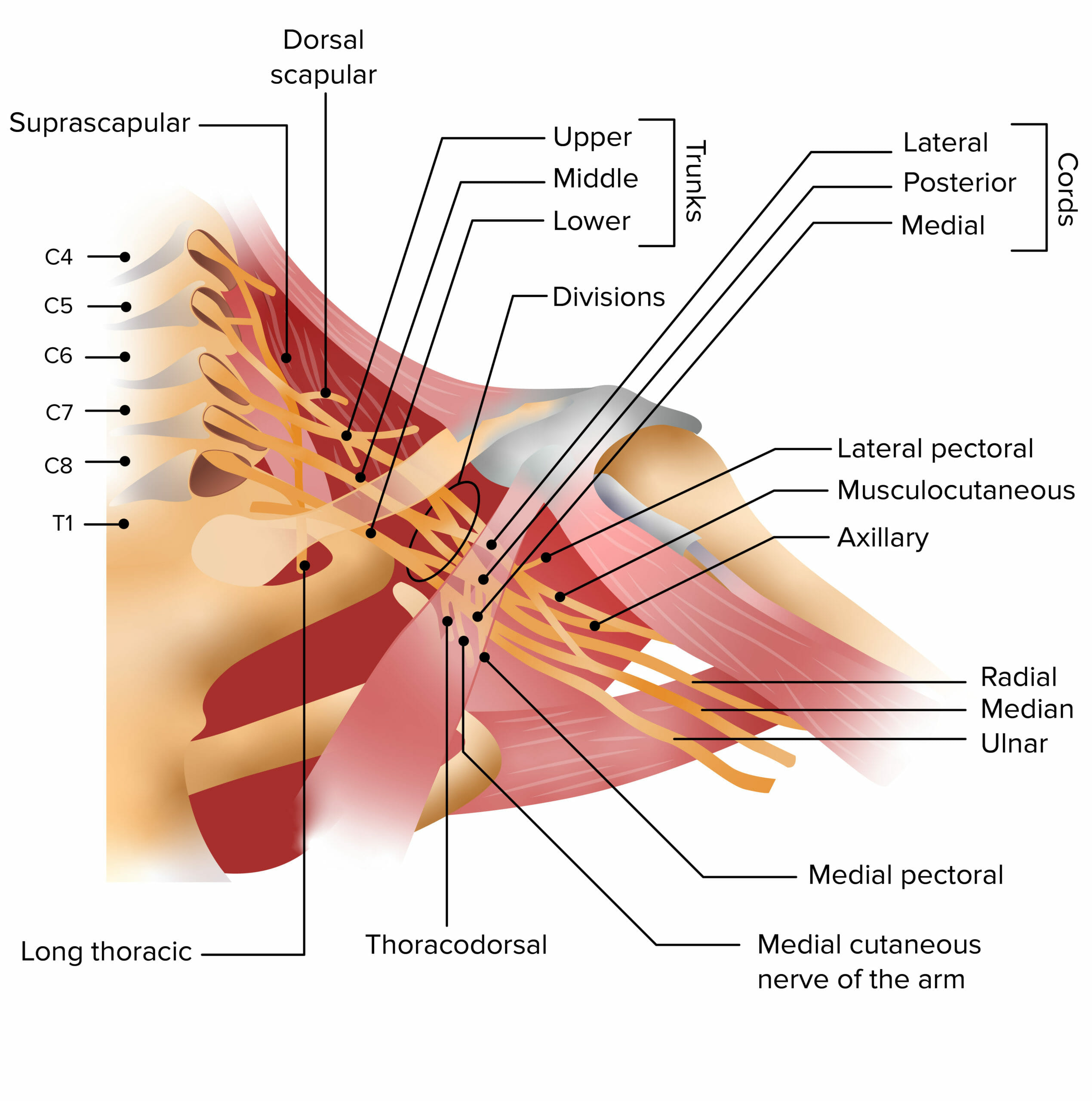 Anatomy of brachial plexus