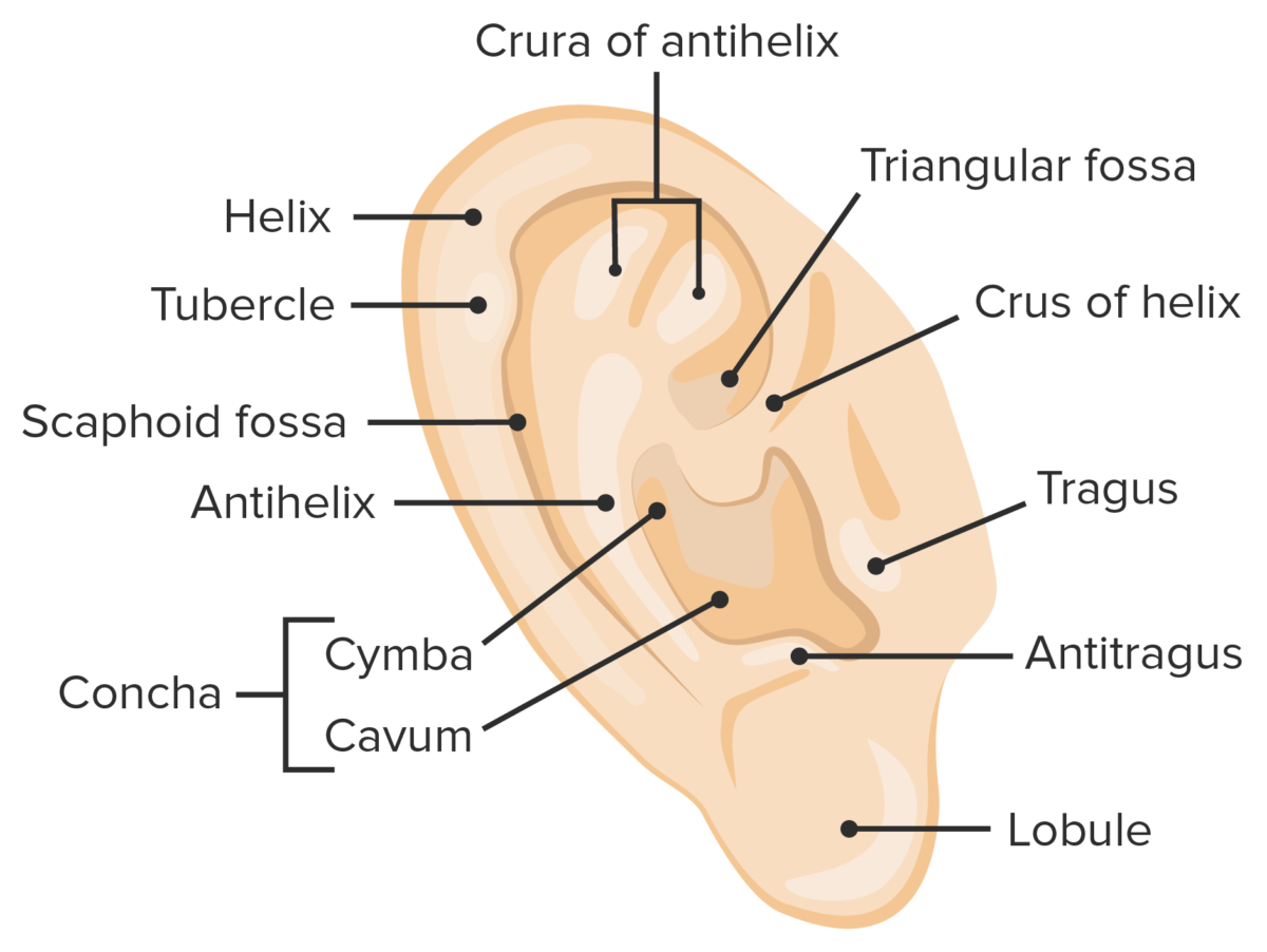 Oído: Anatomía | Concise Medical Knowledge